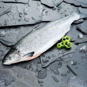 Salmon fresco pieza entera de 2-3 kilos
